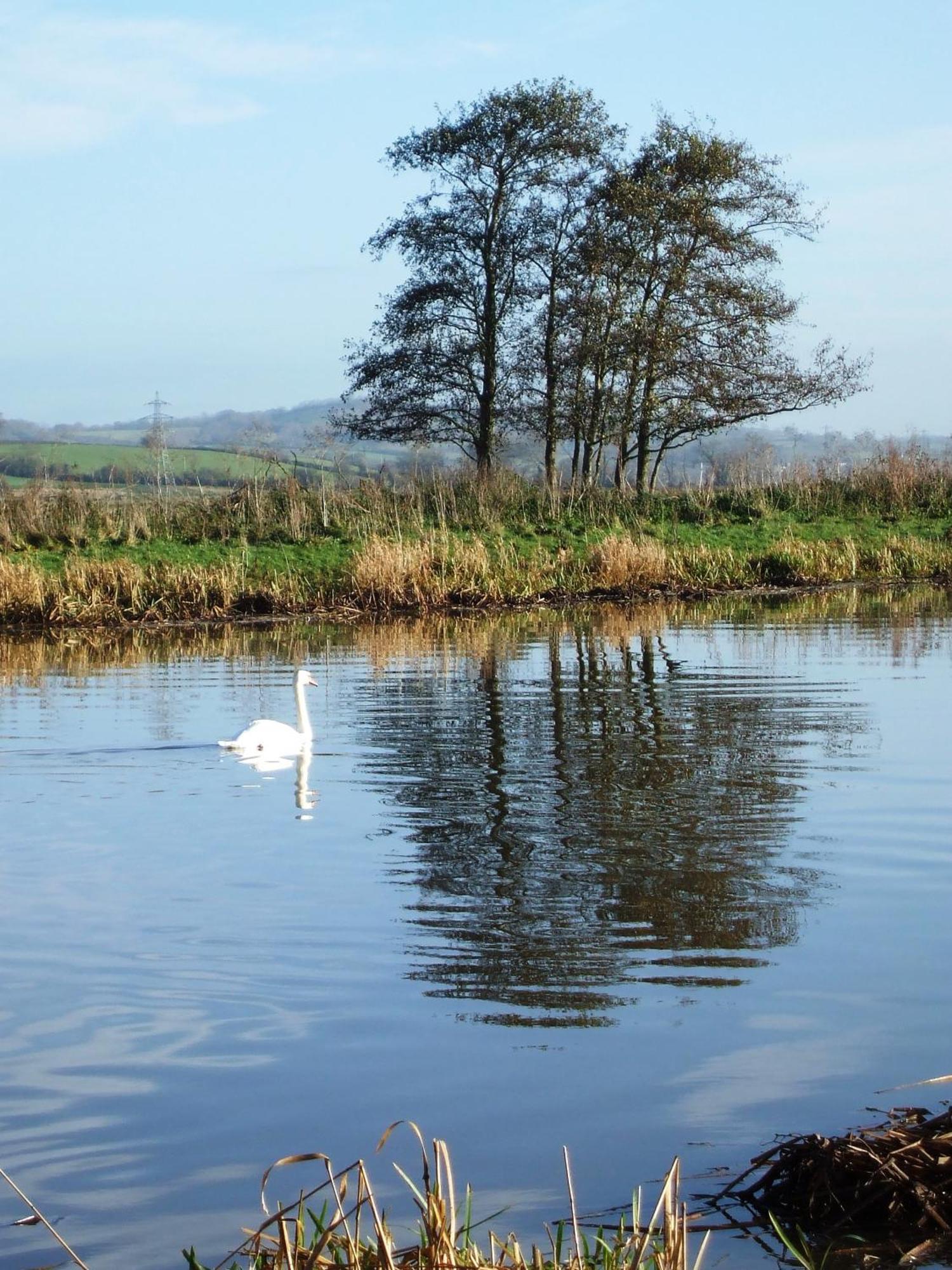 The Bower Inn Bridgwater Exterior foto Swans on the River Wye